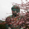 桜大佛　蔵出しです。