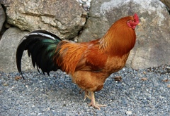 綺麗な鳥　2