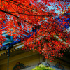 紅葉の終わりに