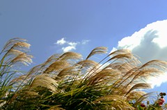 風の流れに身をまかせ