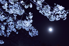 満月の夜の花見　2
