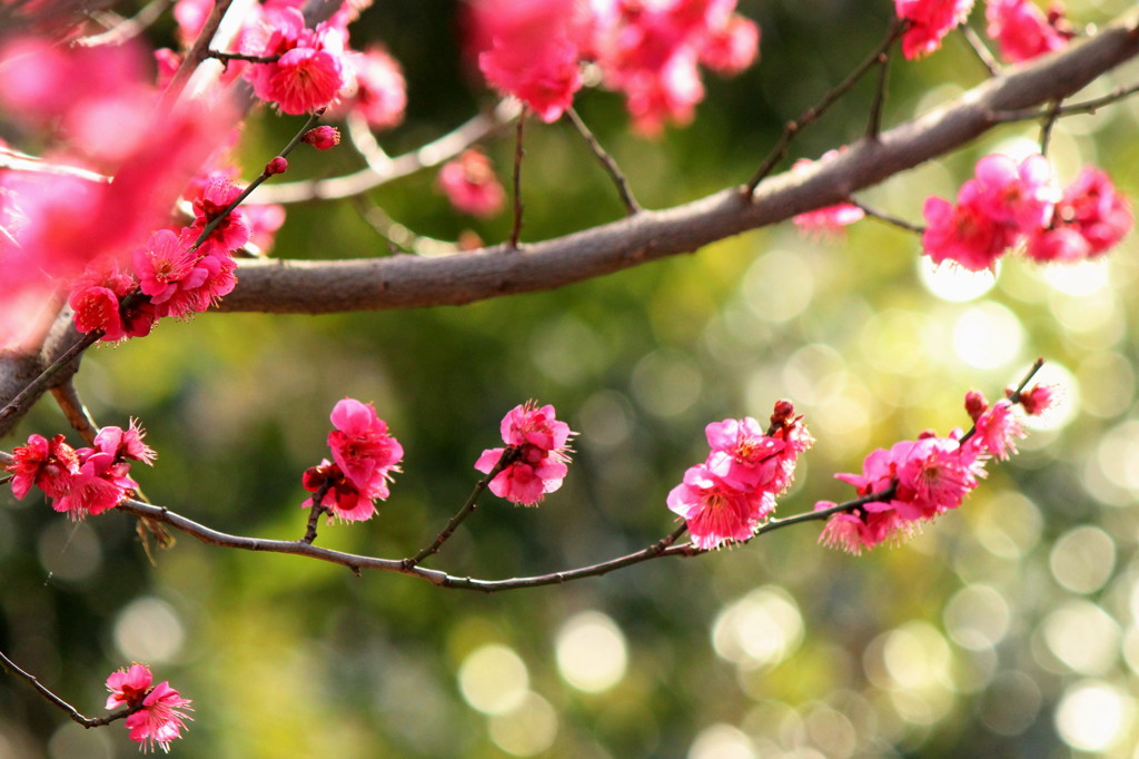 紅梅の煌めき