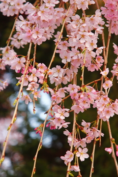 枝垂れ桜