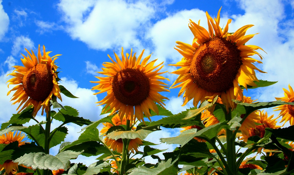ひまわり畑と青空