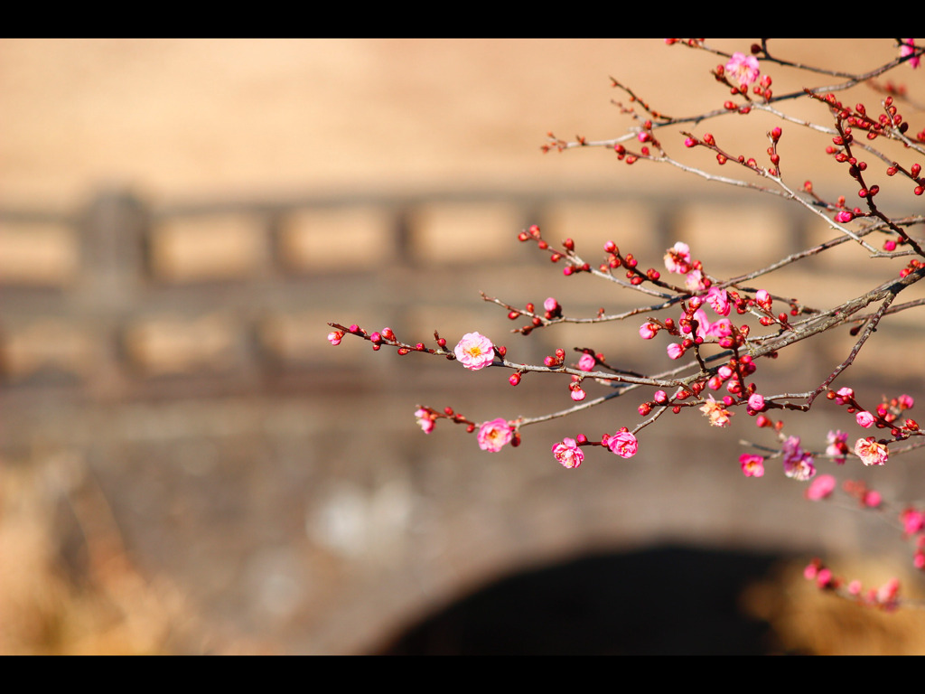 石橋と紅梅