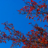 紅葉と青空