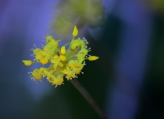 何の花なんでしょうか？