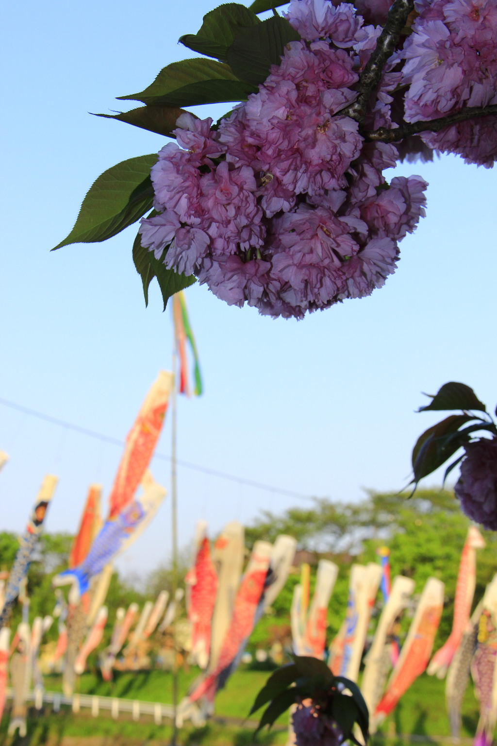 八重桜と鯉のぼり