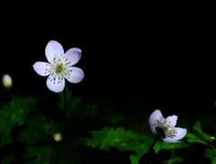 陰に咲く花