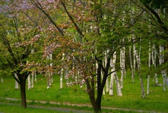 白樺林の桜