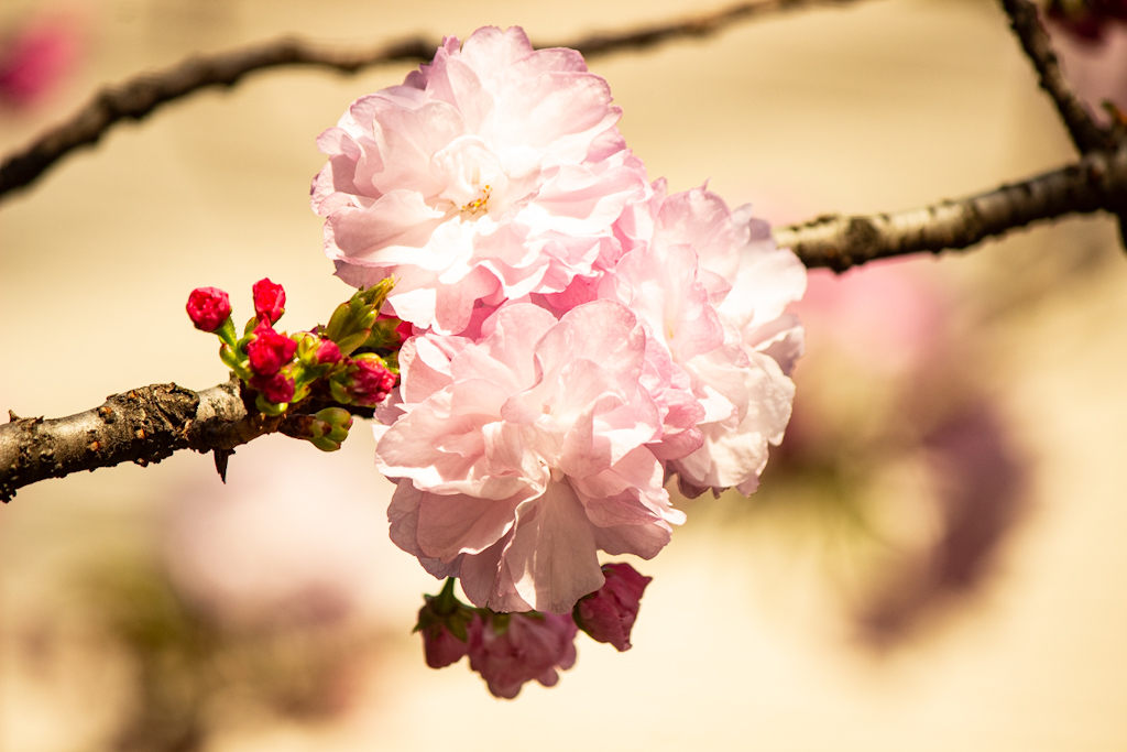 桜もはや散り始め