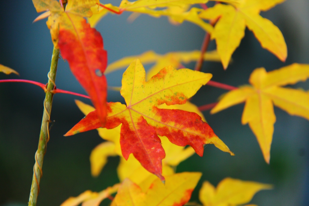紅葉もこれが見納めかな
