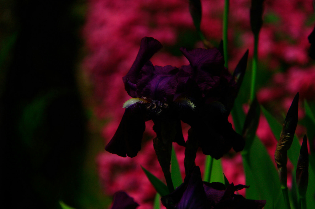 いずれが菖蒲かかきつばた