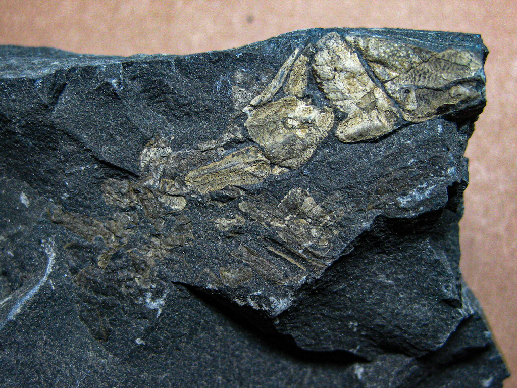 スナモグリのほぼ全身化石