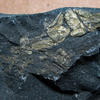 スナモグリのほぼ全身化石