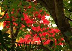 紅と緑
