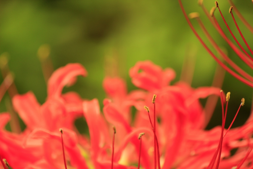 曼珠沙華
