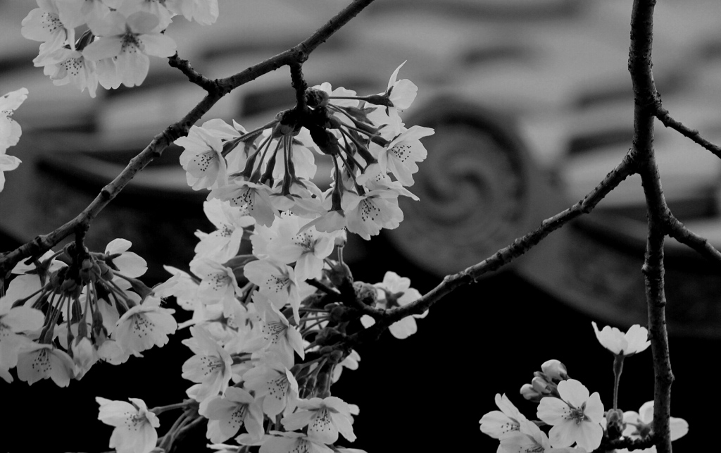 桜