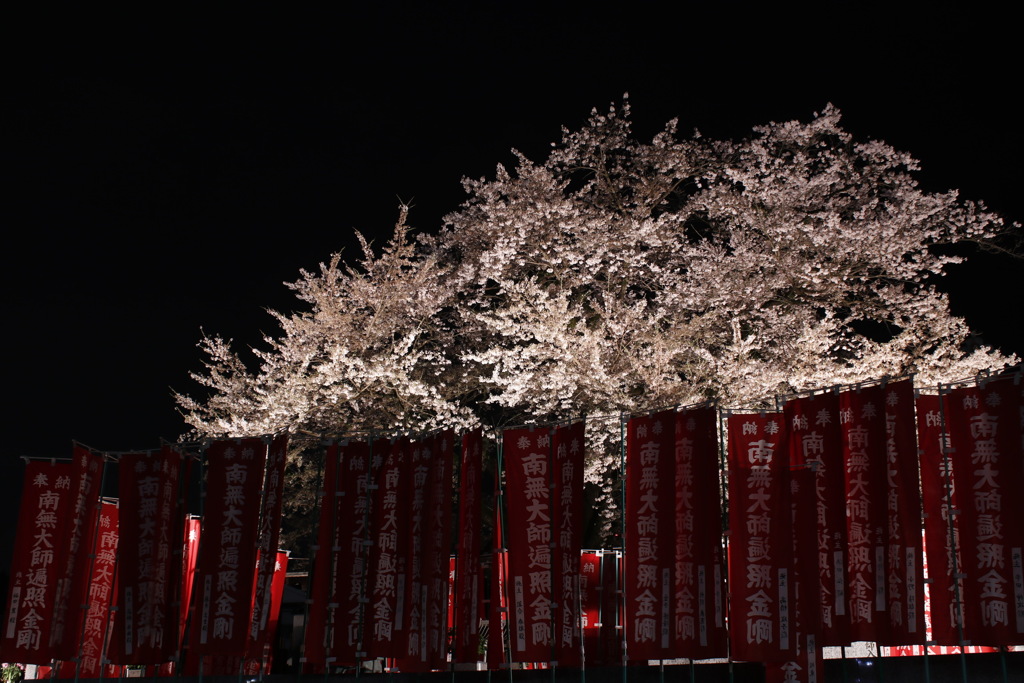 幻の桜の宴　2