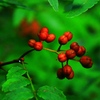山椒の実