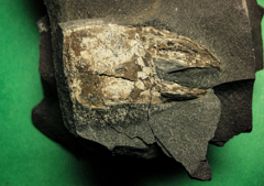 第三紀中新世のハサミ　(バルタン星人の化石　2)