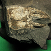 第三紀中新世のハサミ　(バルタン星人の化石　2)