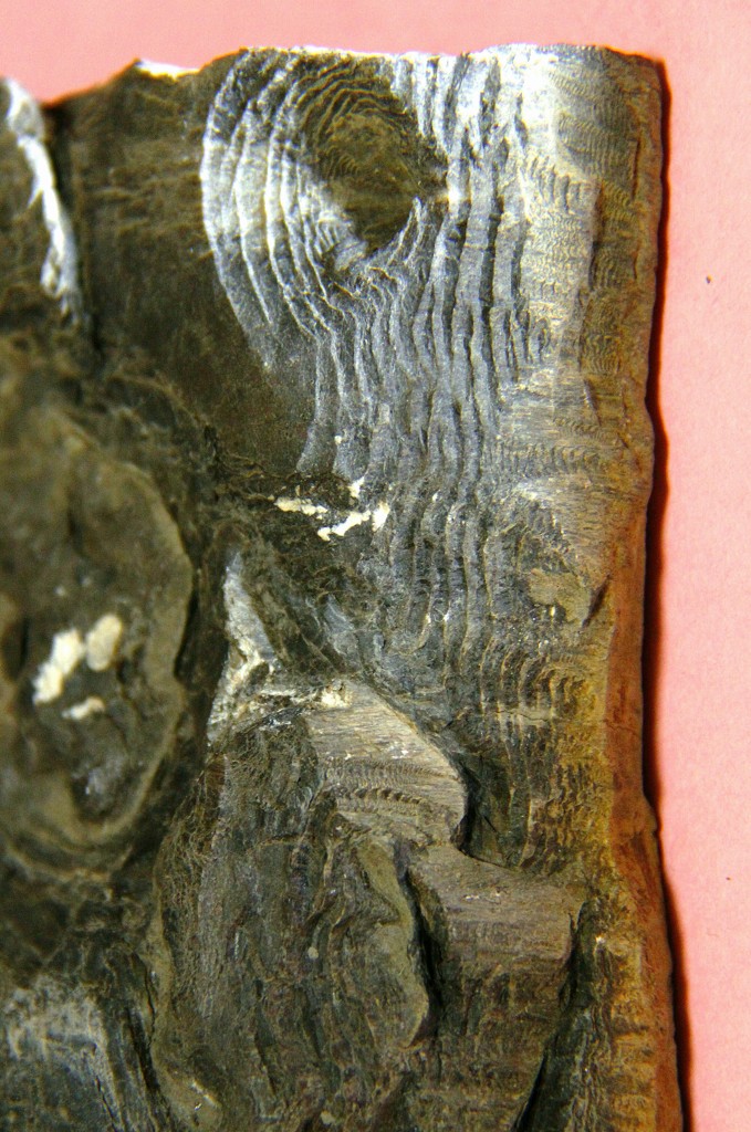 2000万年の時を刻む　(樹木化石)改めて　ストロマトライト
