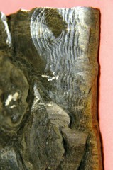 2000万年の時を刻む　(樹木化石)改めて　ストロマトライト