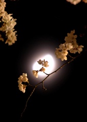 月夜の桜