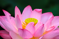 大賀ハス（古代蓮)