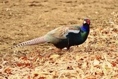綺麗な鳥　3
