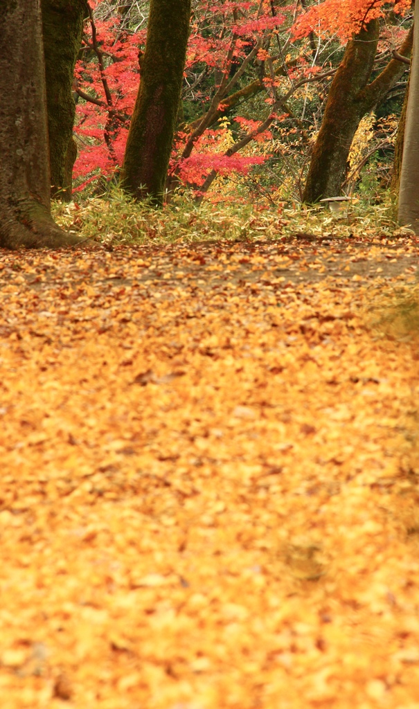 イチョウの絨毯の向こう側