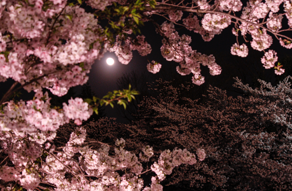 桜月