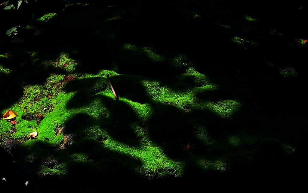 苔に落とす陰
