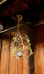 宿場町の軒に蔓籠