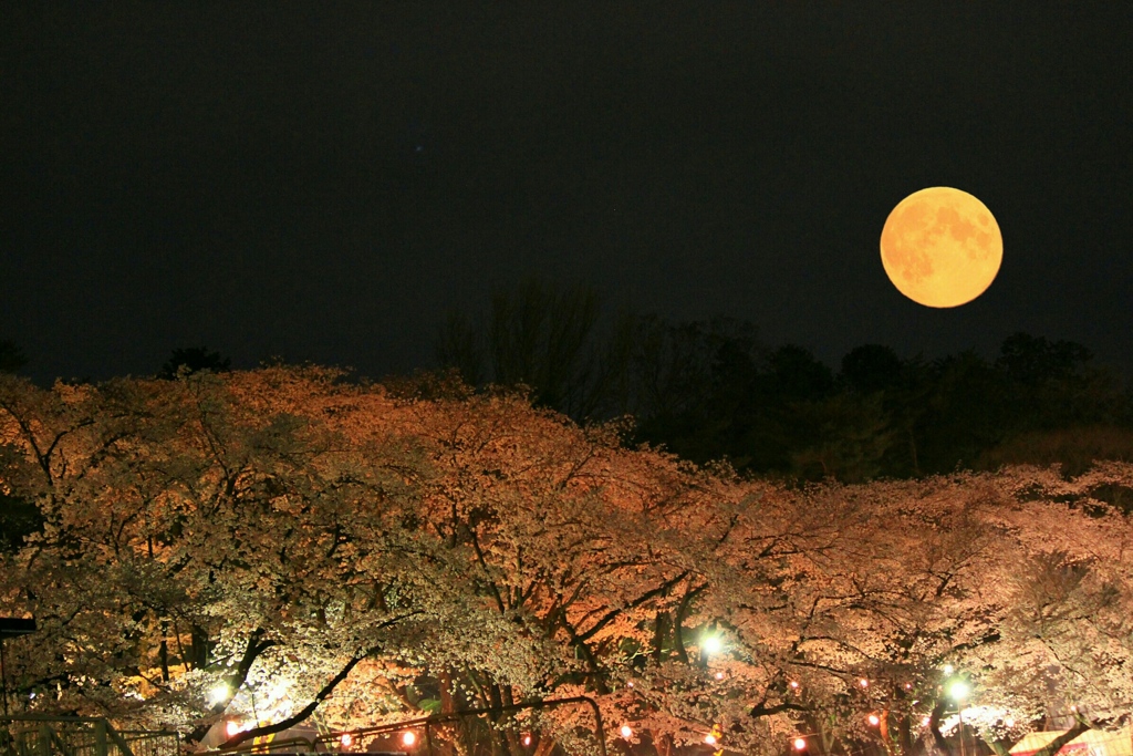 桜の宴