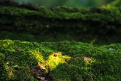 苔むしても