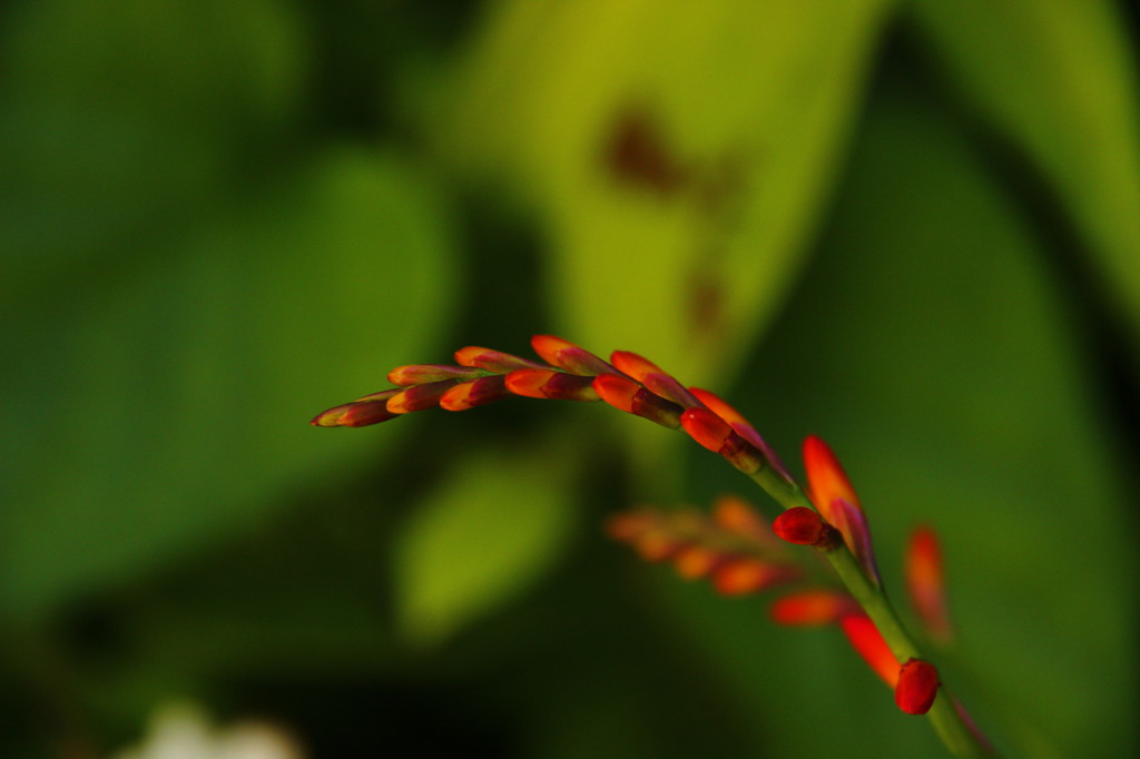 ヒオウギの花が開く頃