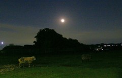 月と羊