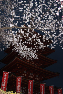 夜桜