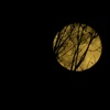 十六夜の月