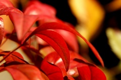 紅葉しました。