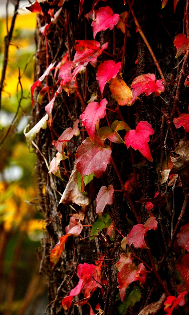 ナツヅタの紅葉