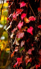 ナツヅタの紅葉