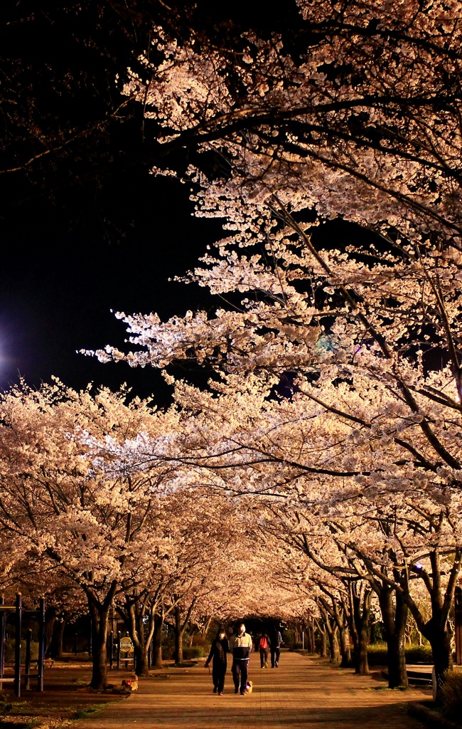 去ってしまった桜の記憶　2