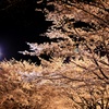 去ってしまった桜の記憶　2