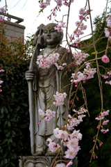 地蔵菩薩と枝垂れ桜