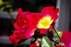薔薇の花
