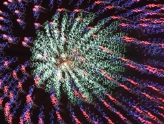 HANABI
