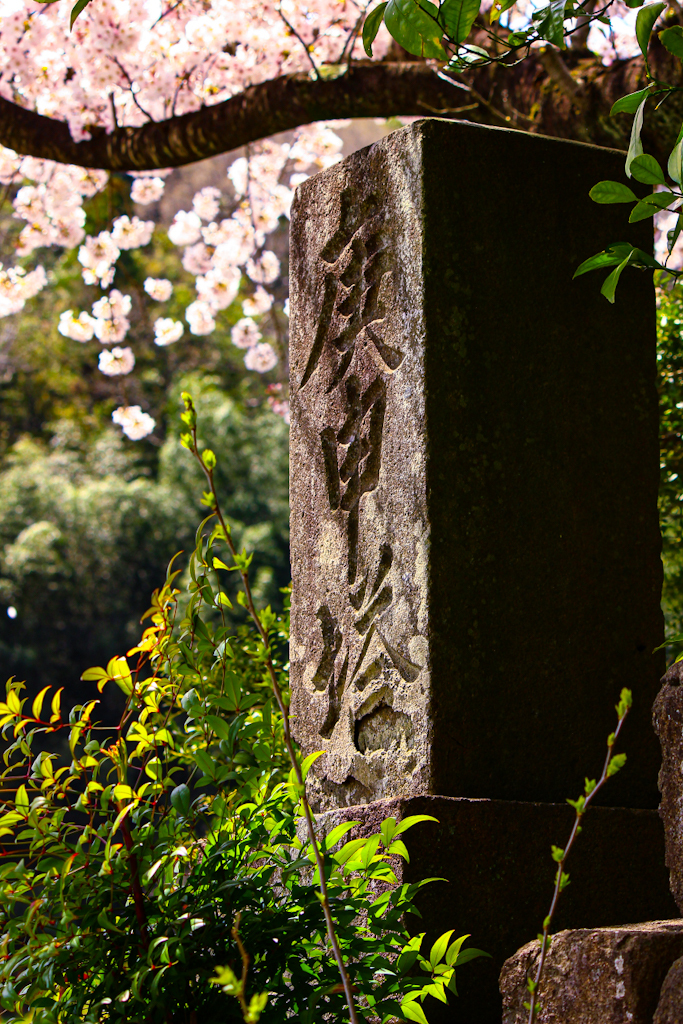 桜もぼつぼつ散り始めて